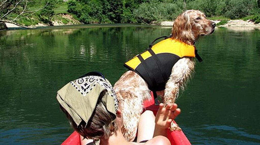 Aventura canina en Asturias: ¡Disfruta del camping con perros! 1 Aventura canina en Asturias: ¡Disfruta del camping con perros!