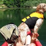 Aventura canina en Asturias: ¡Disfruta del camping con perros!