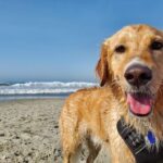 Cabañas en Cantabria: ¡Vacaciones con perros bienvenidos!