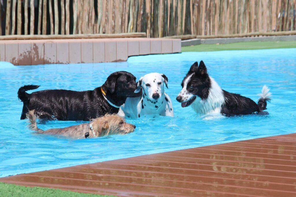 Camping con bungalows dog-friendly para unas vacaciones inolvidables 1 Camping con bungalows dog-friendly para unas vacaciones inolvidables
