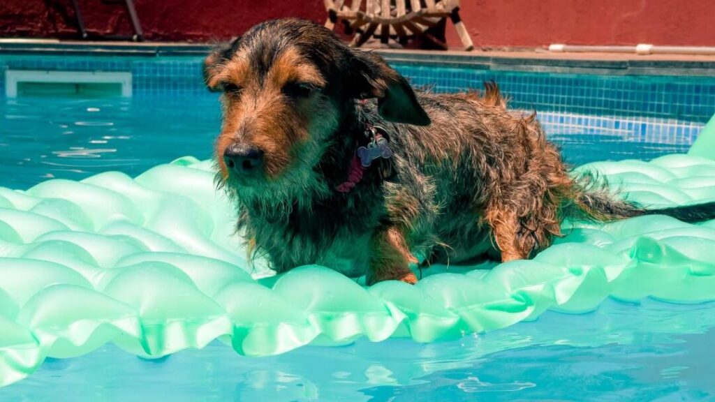 ¡Camping con piscina para perros: la escapada perfecta para tus mascotas! 1 ¡Camping con piscina para perros: la escapada perfecta para tus mascotas!