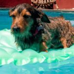 ¡Camping con piscina para perros: la escapada perfecta para tus mascotas!