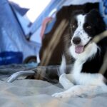 Camping en Asturias con playa apta para perros: ¡vacaciones ideales para toda la familia!