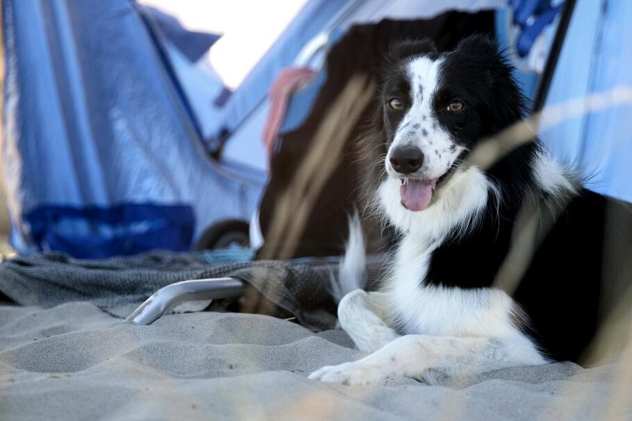 Camping en Asturias con playa apta para perros: ¡vacaciones ideales para toda la familia! 1 Camping en Asturias con playa apta para perros: ¡vacaciones ideales para toda la familia!