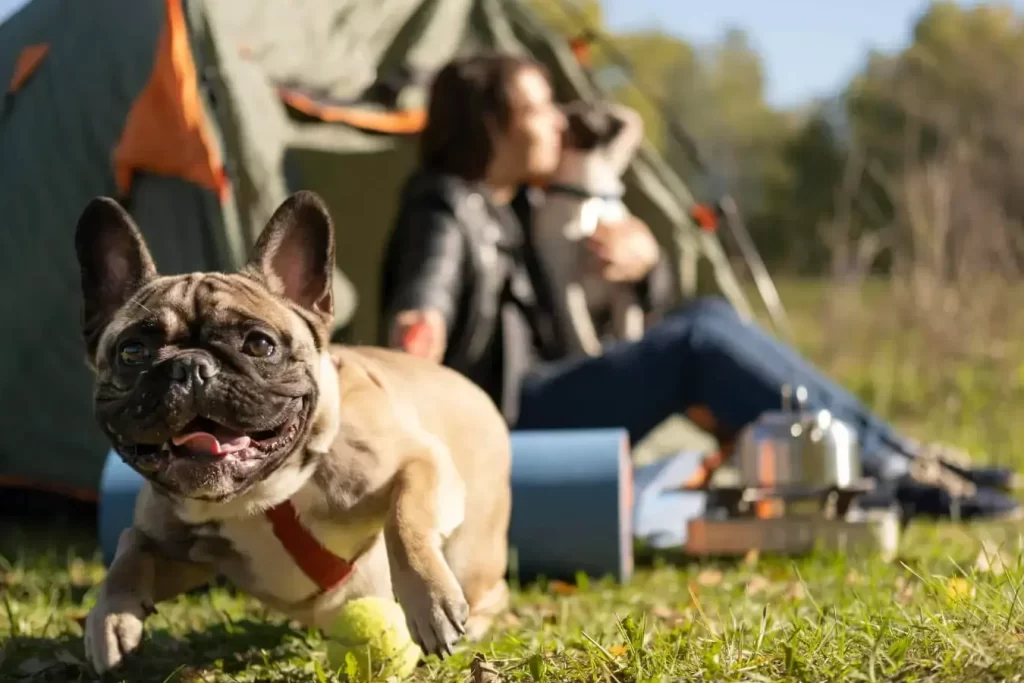 Descubre el camping ideal para ir con perros y disfrutar al máximo 1 Descubre el camping ideal para ir con perros y disfrutar al máximo