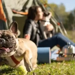 Descubre el camping ideal para ir con perros y disfrutar al máximo