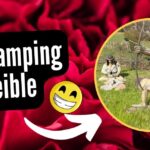 Descubre el encanto del camping en Carrión de los Condes