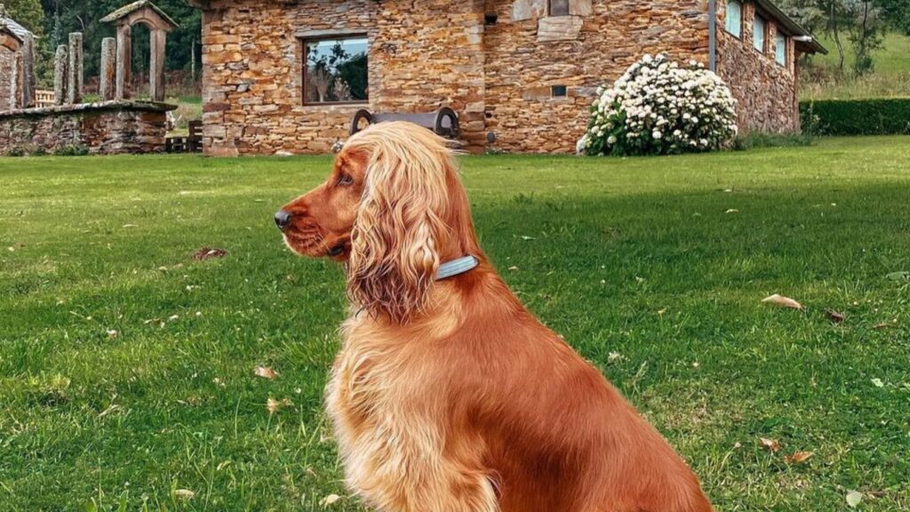 Descubre las encantadoras cabañas rurales que admiten perros en la Comunidad Valenciana. 1 Descubre las encantadoras cabañas rurales que admiten perros en la Comunidad Valenciana.