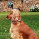Descubre las encantadoras cabañas rurales que admiten perros en la Comunidad Valenciana.