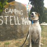 Disfruta de un camping pet-friendly en Cataluña junto a tu perro