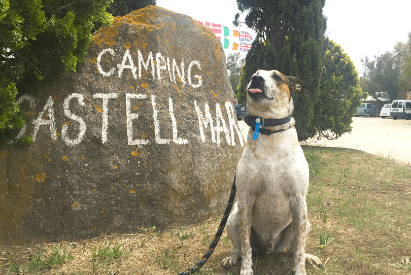 Disfruta de un camping pet-friendly en Cataluña junto a tu perro 1 Disfruta de un camping pet-friendly en Cataluña junto a tu perro