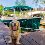 Bungalows pet-friendly: la opción perfecta para viajar con tu mejor amigo