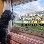 Descubre las increíbles caravanas en Palma de Mallorca y vive la aventura de tus sueños